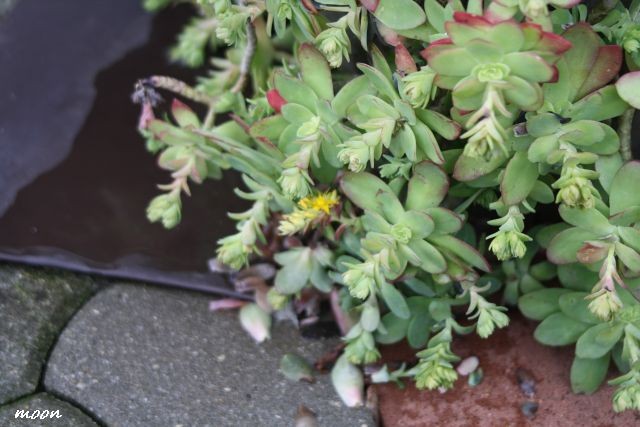 sedum palmeri